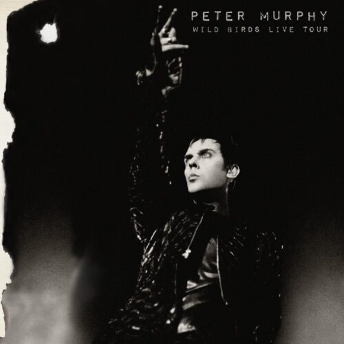 Murphy Peter - Wild Birds Live Tour  (2 LPs)   - Vinilo